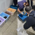 Imagens do resgate das arraias realizado por agentes da PRF.
