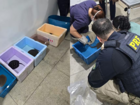 Imagens do resgate das arraias realizado por agentes da PRF.