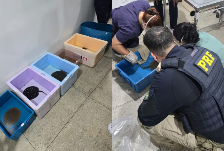 Imagens do resgate das arraias realizado por agentes da PRF.