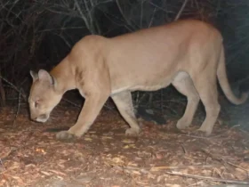 Vídeo: criança é atacada por onça na Chapada dos Veadeiros, em Goiás