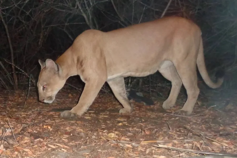 Vídeo: criança é atacada por onça na Chapada dos Veadeiros, em Goiás