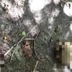 O caso foi registrado no domingo (17), em Santa Cruz do Arari.