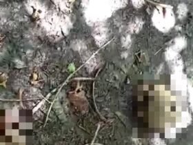 O caso foi registrado no domingo (17), em Santa Cruz do Arari.