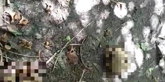 O caso foi registrado no domingo (17), em Santa Cruz do Arari.