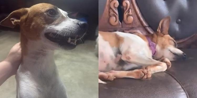Animal, que havia sobrevivido a um histórico de violência antes de ser adotado, foi atingido por um disparo após uma briga entre cães; caso é investigado como crime de maus-tratos.