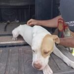 Denúncia anônima levou a Polícia Civil até uma barbearia em Paragominas, onde um animal foi encontrado morto e outro foi resgatado em condições precárias
