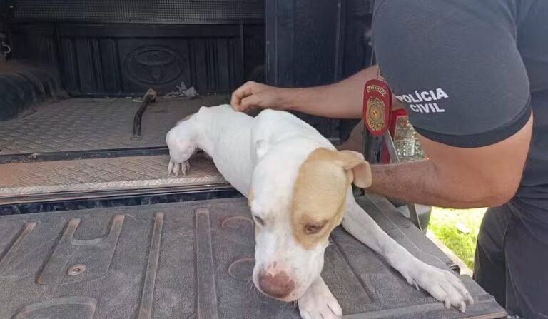 Denúncia anônima levou a Polícia Civil até uma barbearia em Paragominas, onde um animal foi encontrado morto e outro foi resgatado em condições precárias