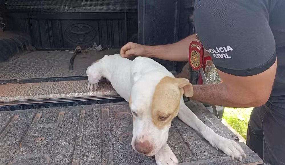 Denúncia anônima levou a Polícia Civil até uma barbearia em Paragominas, onde um animal foi encontrado morto e outro foi resgatado em condições precárias