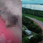 Vídeo nas redes sociais mostra animal morto após tentar atravessar a via.