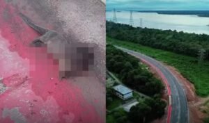 Vídeo nas redes sociais mostra animal morto após tentar atravessar a via.
