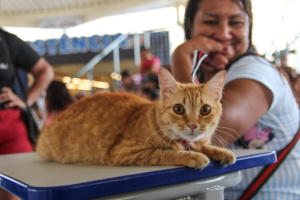 Na imagem em destaque, um gato com sua tutora ao fundo.