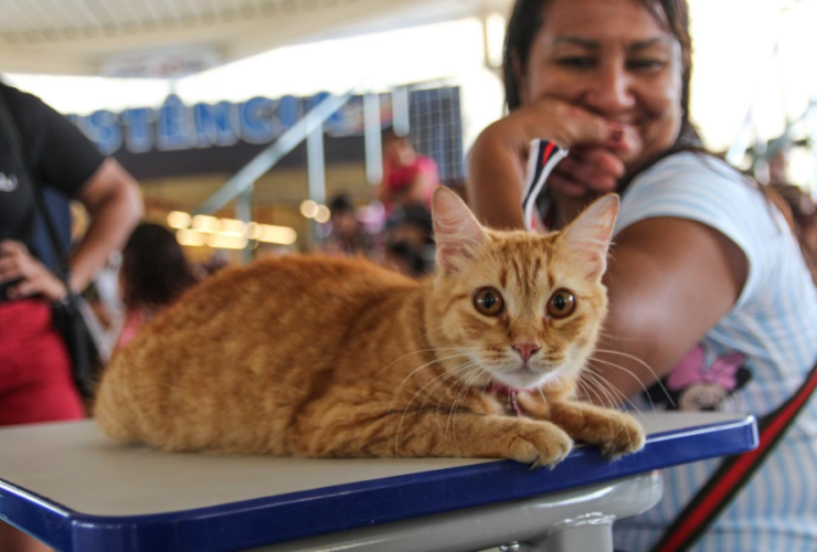 Na imagem em destaque, um gato com sua tutora ao fundo.