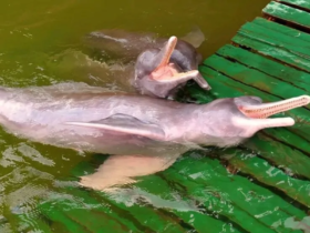 Na imagem em destaque, botos no Mirante do Boto em Mocajuba