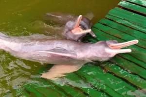Na imagem em destaque, botos no Mirante do Boto em Mocajuba
