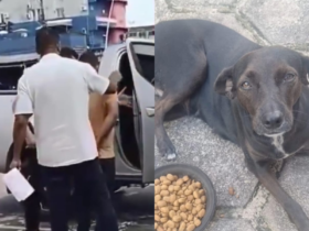 Na imagem em destaque, a cadelinha vítima e o suspeito preso.