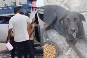 Na imagem em destaque, a cadelinha vítima e o suspeito preso.