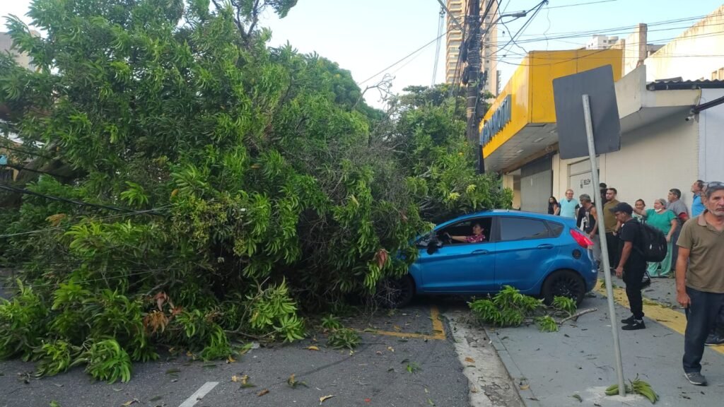 Árvore cai e bloqueia via em frente ao Pronto-Socorro de Belém