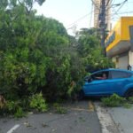 Árvore cai e bloqueia via em frente ao Pronto-Socorro de Belém