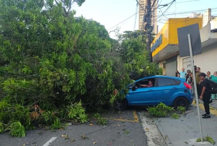 Árvore cai e bloqueia via em frente ao Pronto-Socorro de Belém