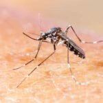 mosquito da dengue