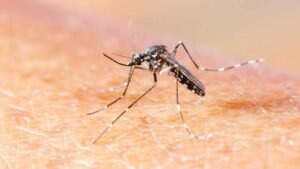 mosquito da dengue