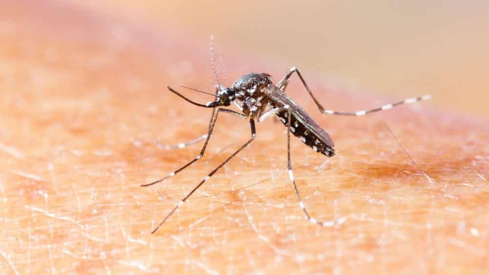 mosquito da dengue