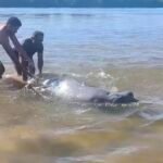 Boto ficou encalhado e foi resgatados por banhistas.