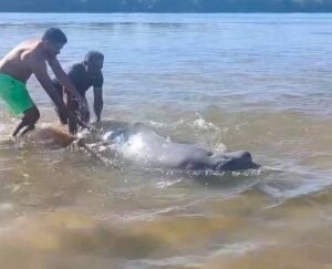 Boto ficou encalhado e foi resgatados por banhistas.