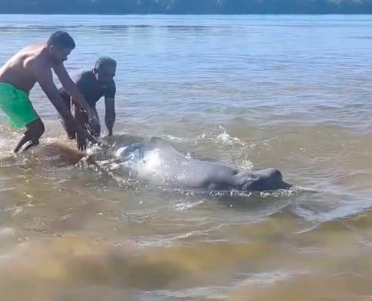 Boto ficou encalhado e foi resgatados por banhistas.