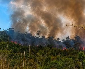 Queimadas atingem área em São Félix do Xingu há cerca de uma semana; governo federal monitora situação e avalia diferentes causas para os focos
