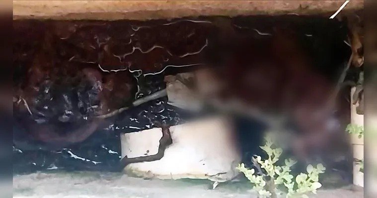 Segundo testemunhas, o servidor percebeu a presença do feto ao olhar para dentro da fossa enquanto circulava pela área externa do posto de saúde.
