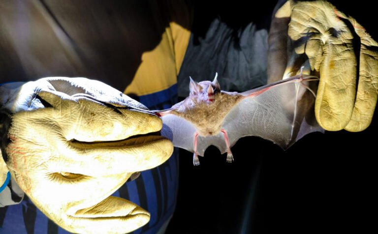 Ações realizadas pela Unidade de Vigilância de Zoonoses ocorrem em áreas estratégicas da capital paraense e ajudam a prevenir a transmissão da doença para animais e seres humanos