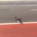 jacare no meio da rua da marinha