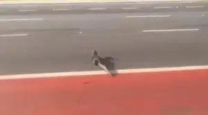 jacare no meio da rua da marinha