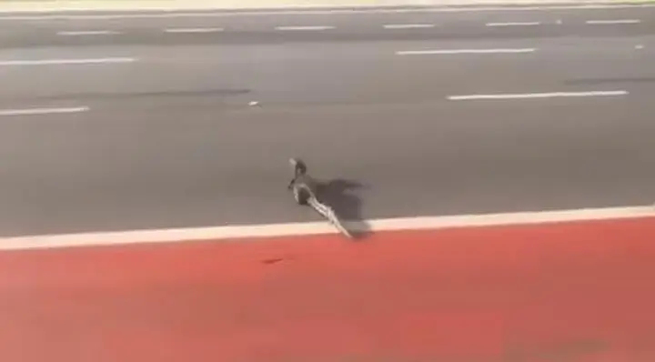 jacare no meio da rua da marinha
