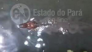 jacare em canal da marambaia