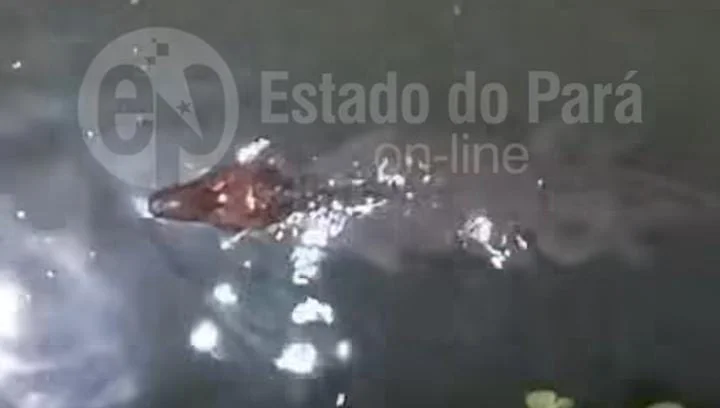 jacare em canal da marambaia