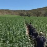 plantação de maconha em minas gerais