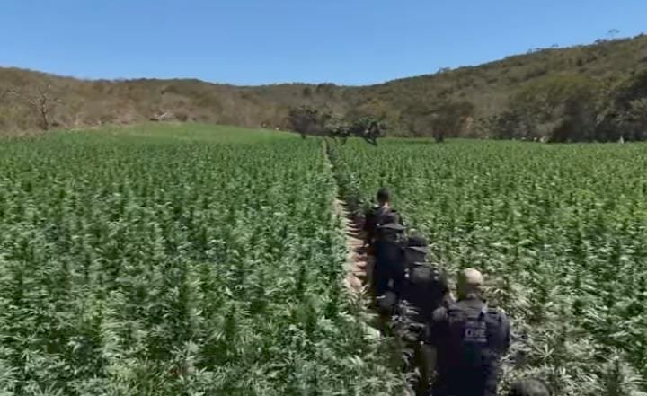 plantação de maconha em minas gerais