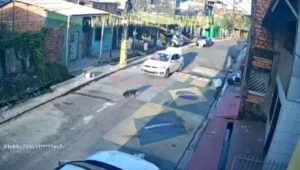 Câmeras de segurança registraram o momento em que o animal foi atingido; cadela ficou com ferimentos graves nas patas traseiras