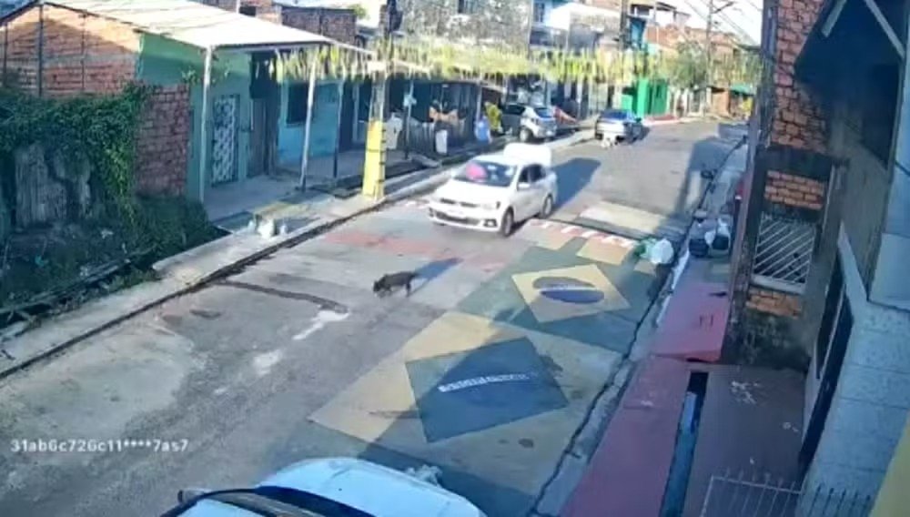 Câmeras de segurança registraram o momento em que o animal foi atingido; cadela ficou com ferimentos graves nas patas traseiras