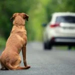 abandono de animais