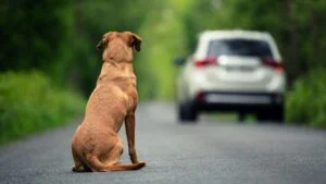 abandono de animais