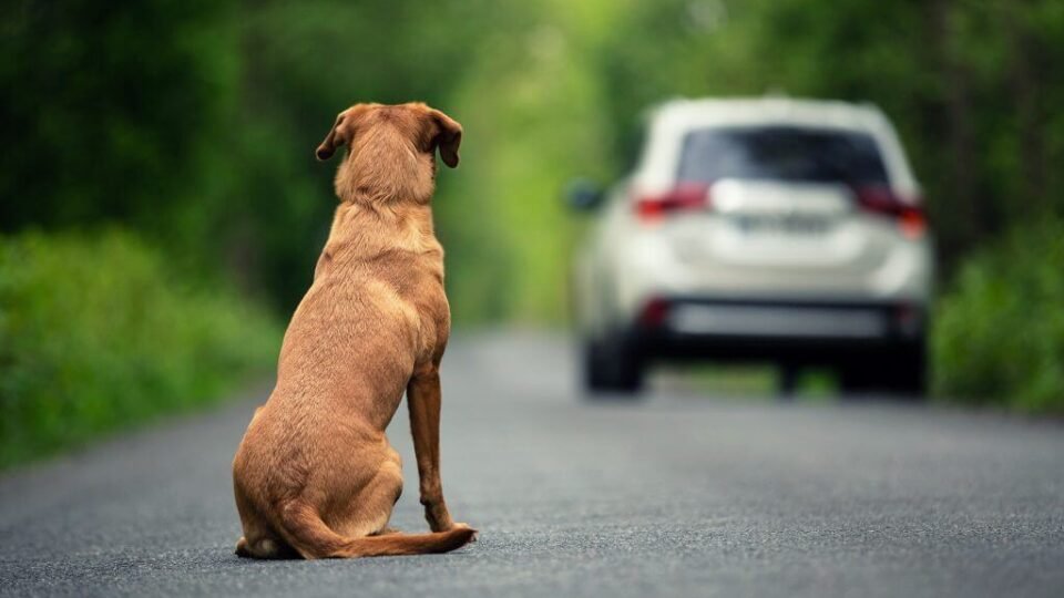 abandono de animais