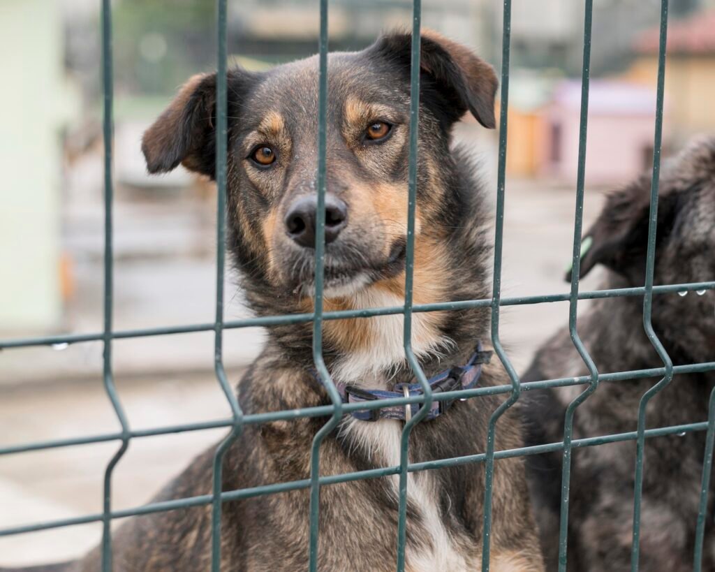 Cachorro adoção