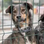 Cachorro adoção