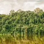 Estado teve 987 km² identificados pelo Deter entre agosto de 2025 e julho de 2026; redução acumulada desde 2020 chega a 74,8%