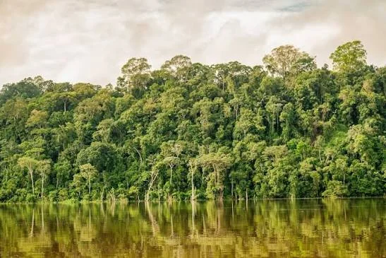 Estado teve 987 km² identificados pelo Deter entre agosto de 2025 e julho de 2026; redução acumulada desde 2020 chega a 74,8%