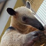 UFPA atende animais silvestres de trinta cidades do Pará