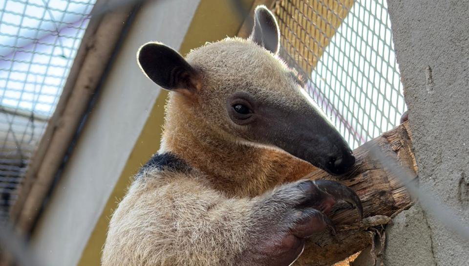 UFPA atende animais silvestres de trinta cidades do Pará